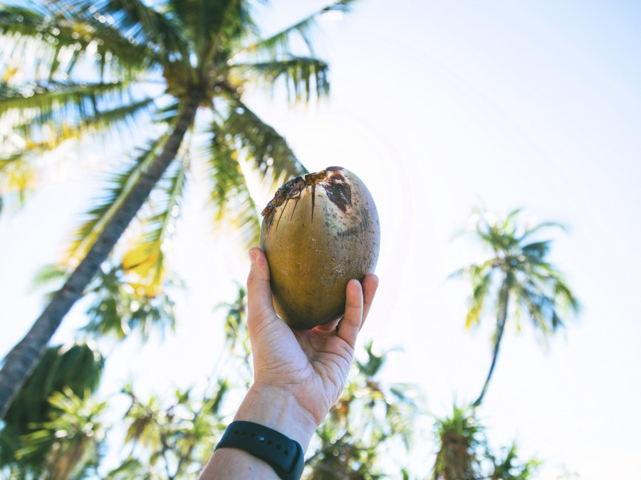 Is coconut oil a healthier option?